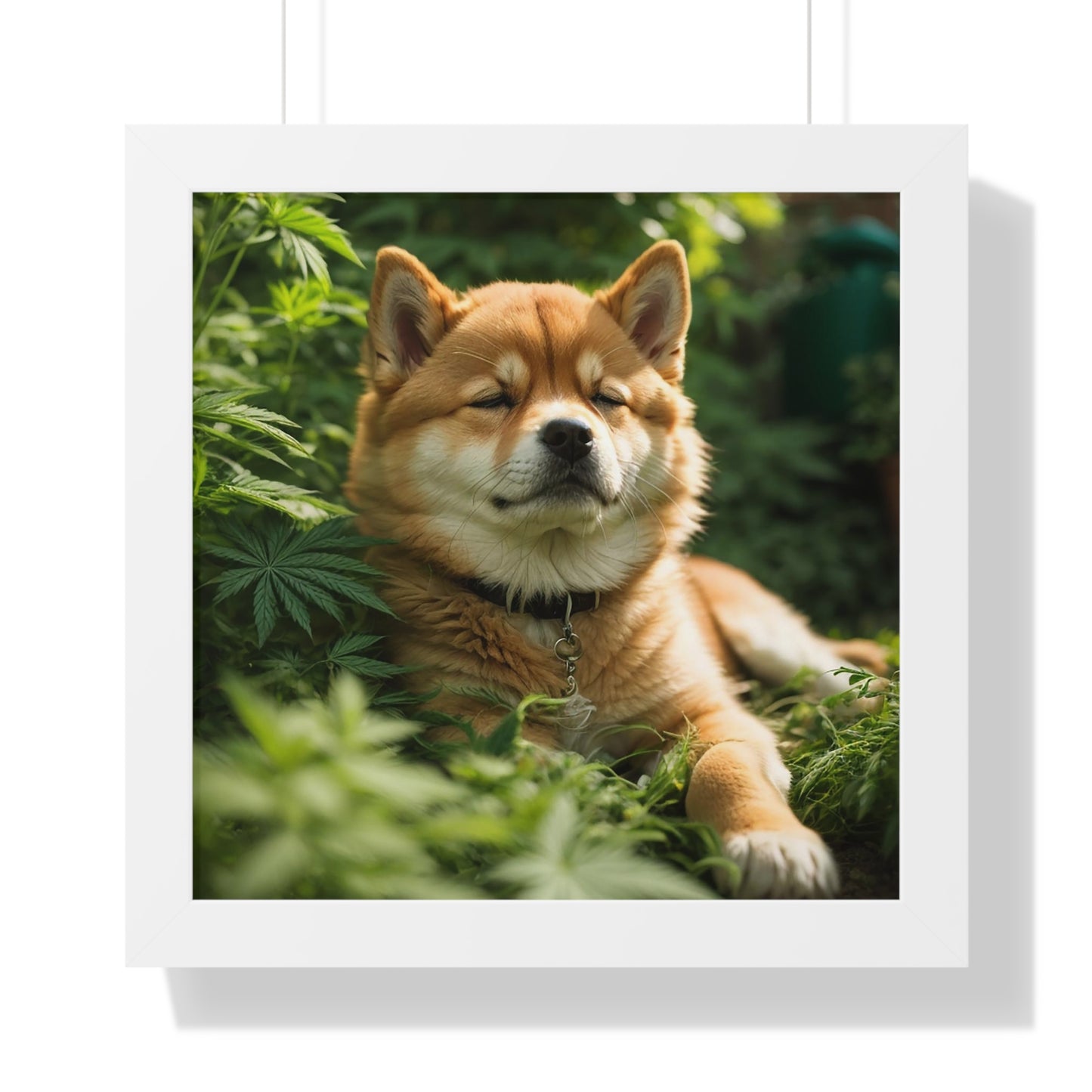 Exhibit 1- Indoor VS Outdoor - Shiba Inu 5