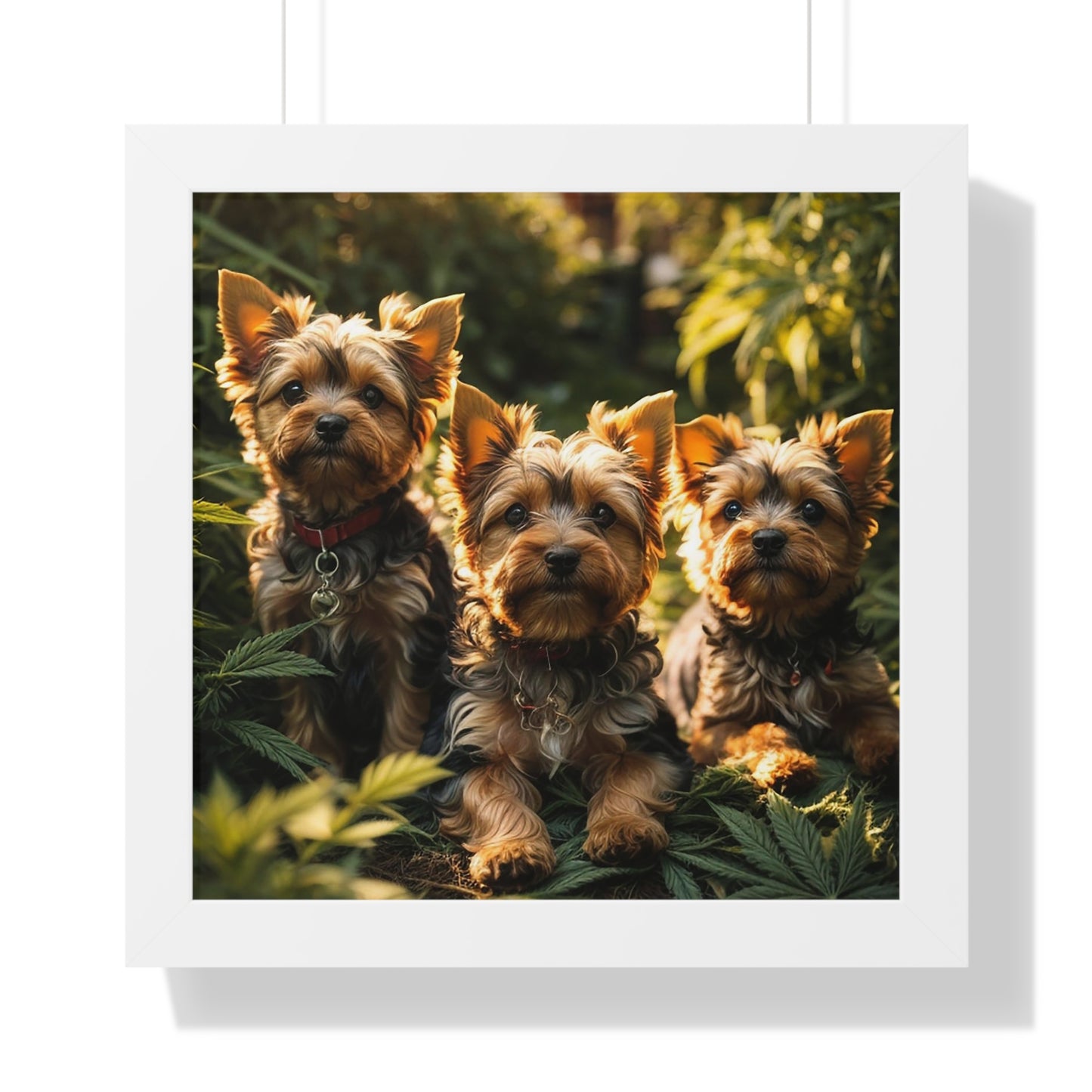 Exhibit 1 - Indoor VS Outdoor - Yorkshire Terrier Group 4