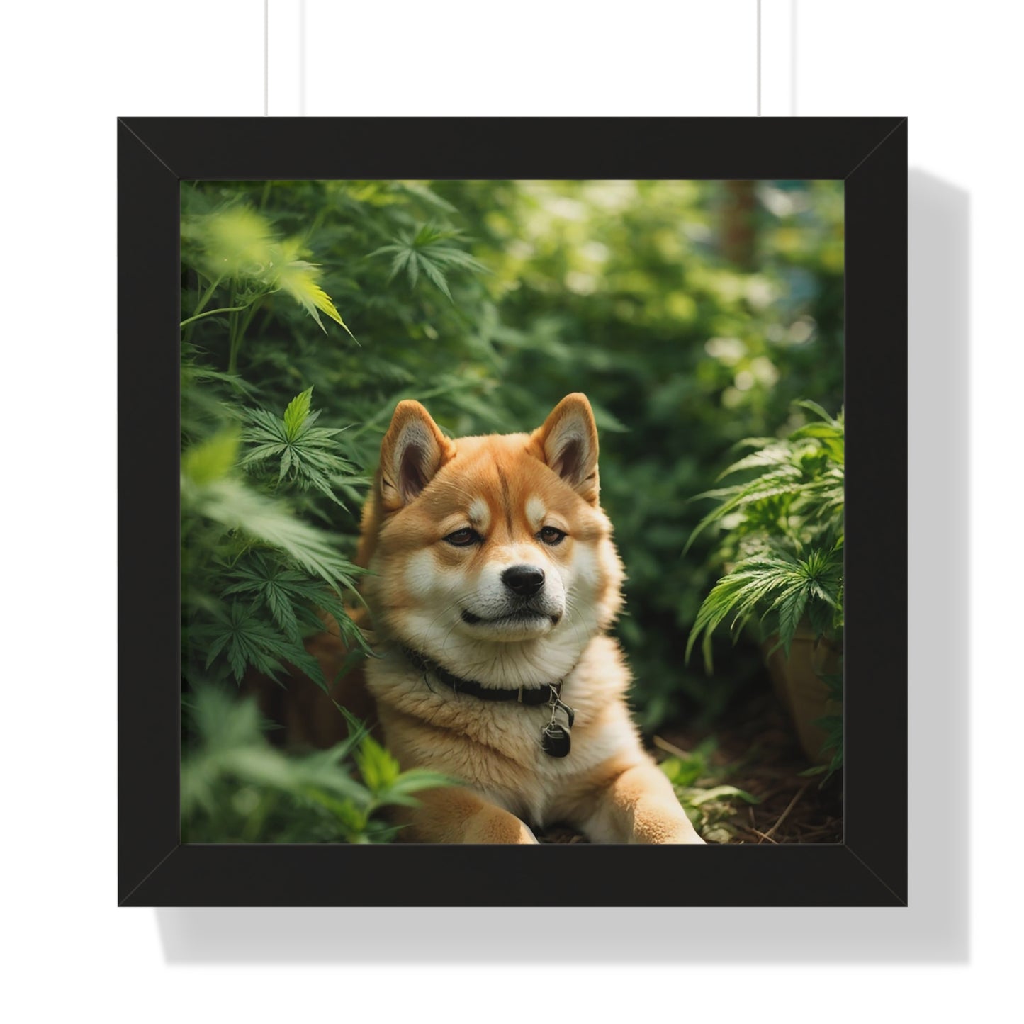 Exhibit 1- Indoor VS Outdoor - Shiba Inu 2