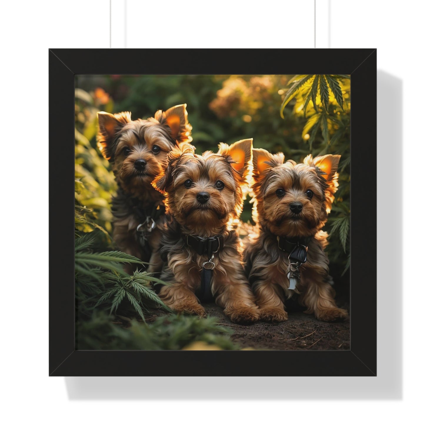 Exhibit 1 - Indoor VS Outdoor - Yorkshire Terrier Group 5