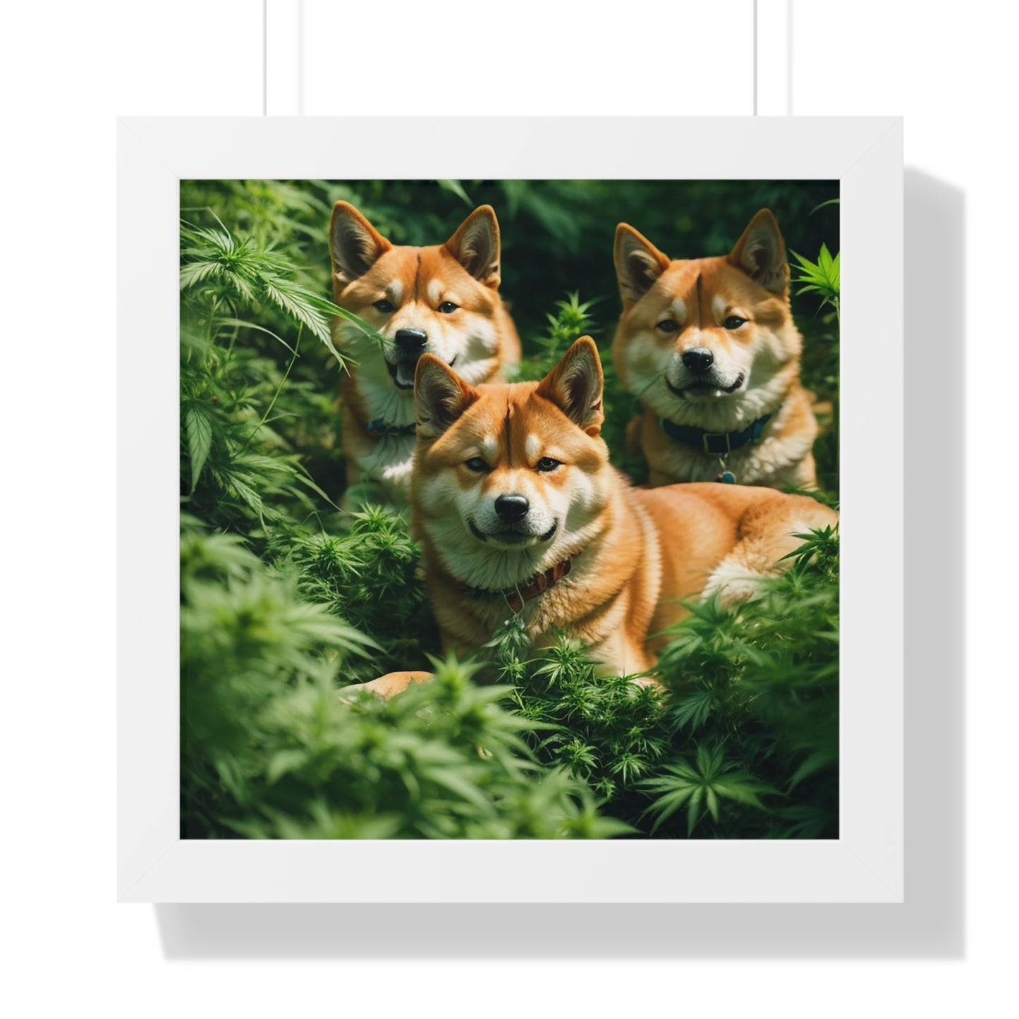 Exhibit 1 - Indoor VS Outdoor - Shiba Inu Group 8