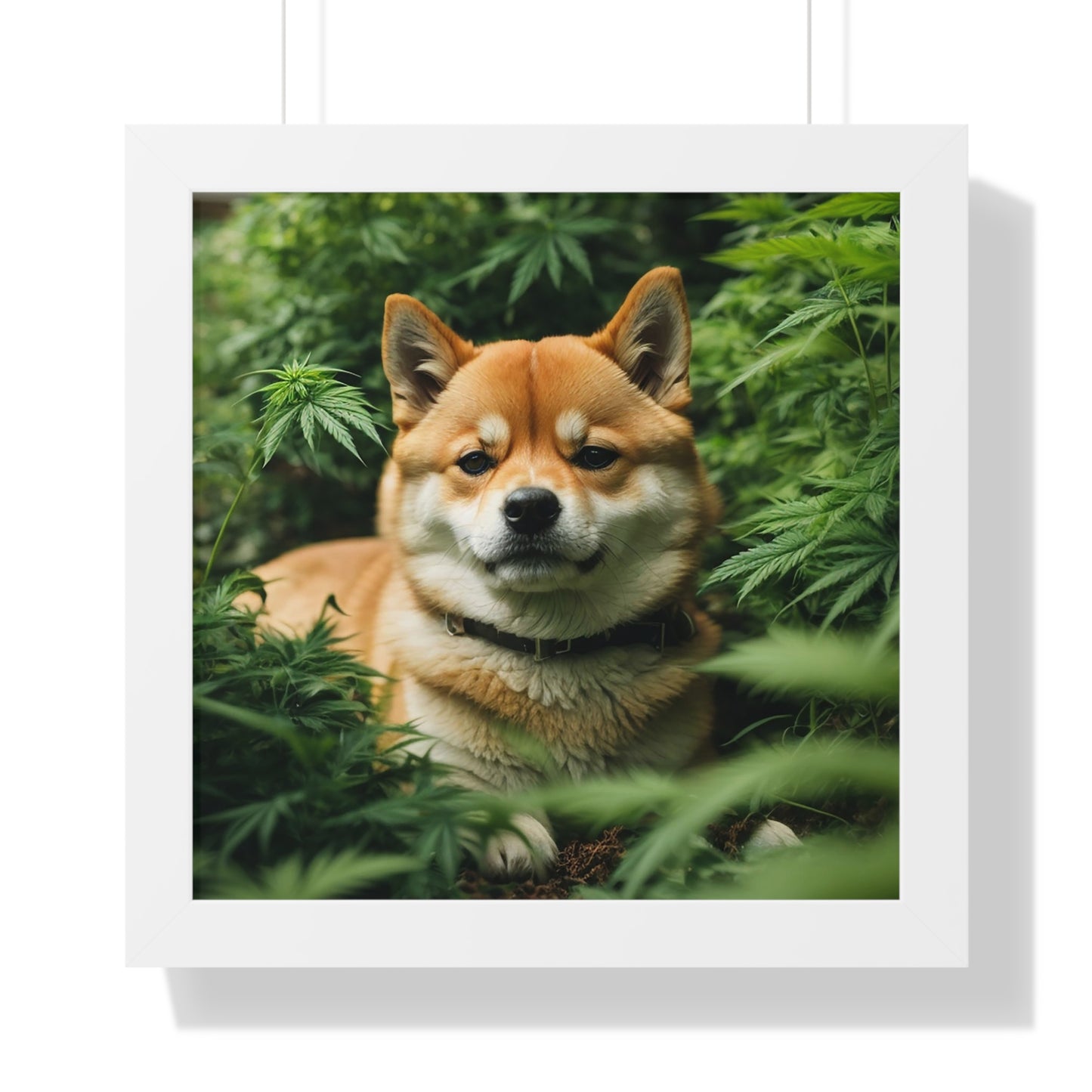 Exhibit 1- Indoor VS Outdoor - Shiba Inu 9