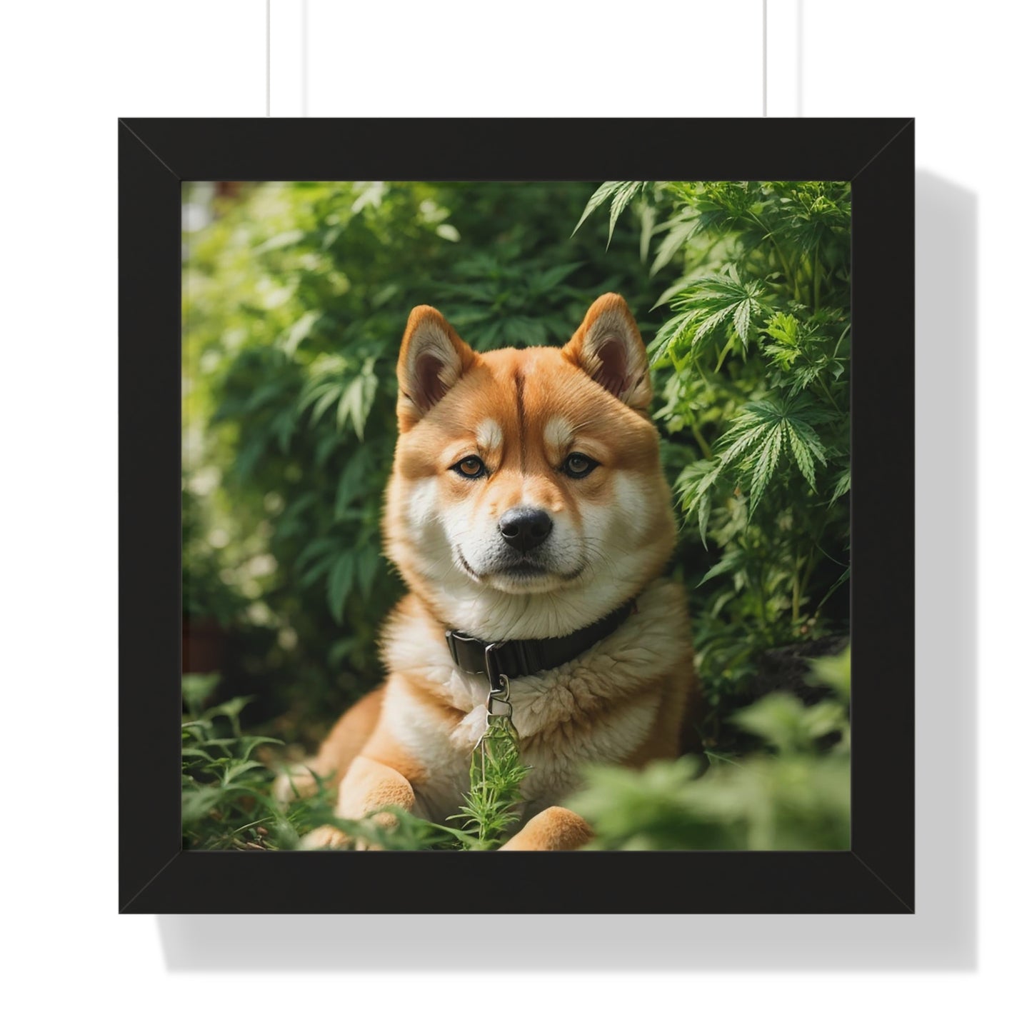 Exhibit 1- Indoor VS Outdoor - Shiba Inu 1