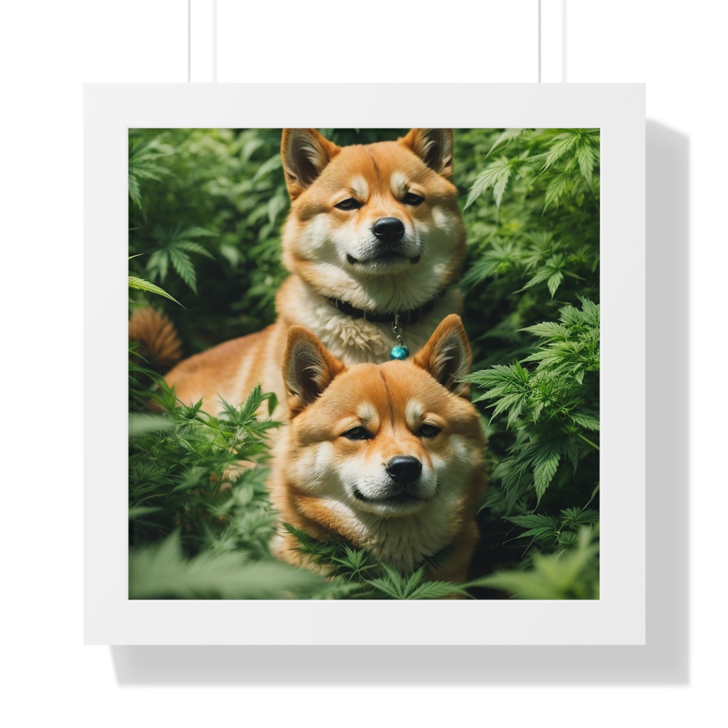 Exhibit 1 - Indoor VS Outdoor - Shiba Inu Group 10