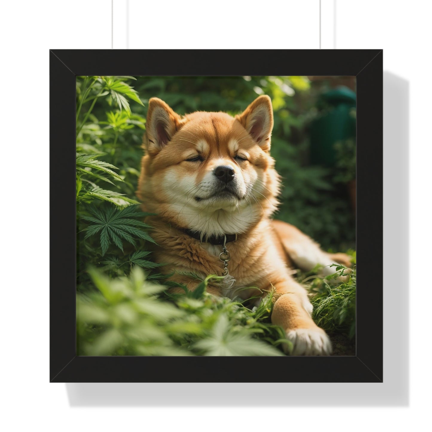 Exhibit 1- Indoor VS Outdoor - Shiba Inu 5