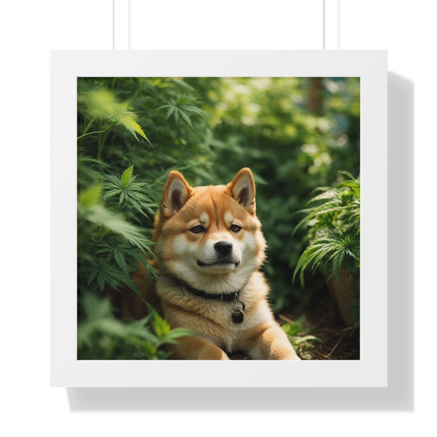 Exhibit 1- Indoor VS Outdoor - Shiba Inu 2