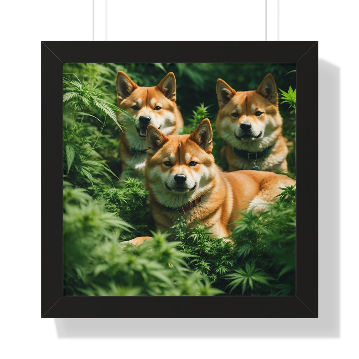 Exhibit 1 - Indoor VS Outdoor - Shiba Inu Group 8