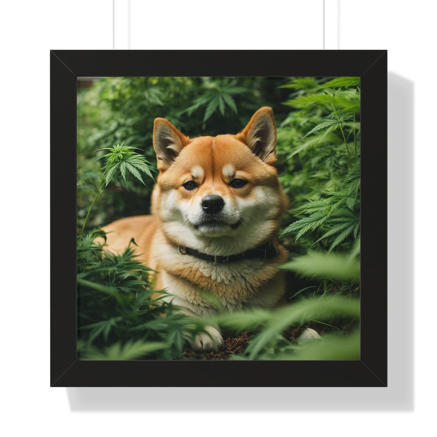 Exhibit 1- Indoor VS Outdoor - Shiba Inu 9