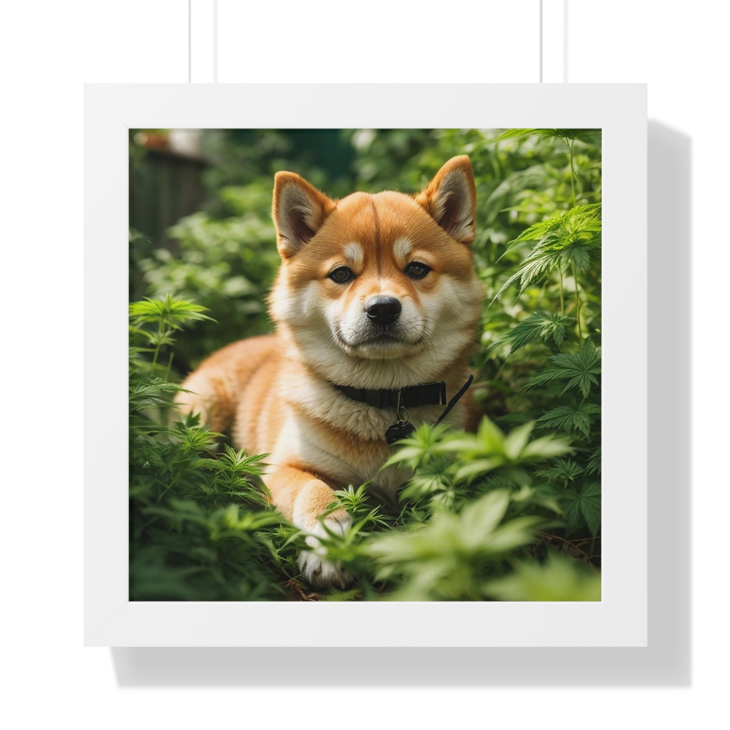 Exhibit 1- Indoor VS Outdoor - Shiba Inu 3