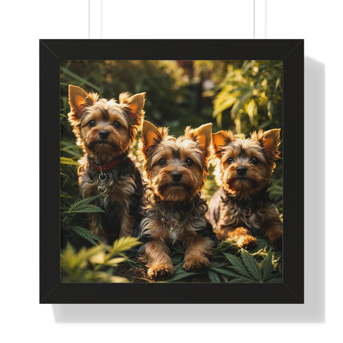 Exhibit 1 - Indoor VS Outdoor - Yorkshire Terrier Group 4